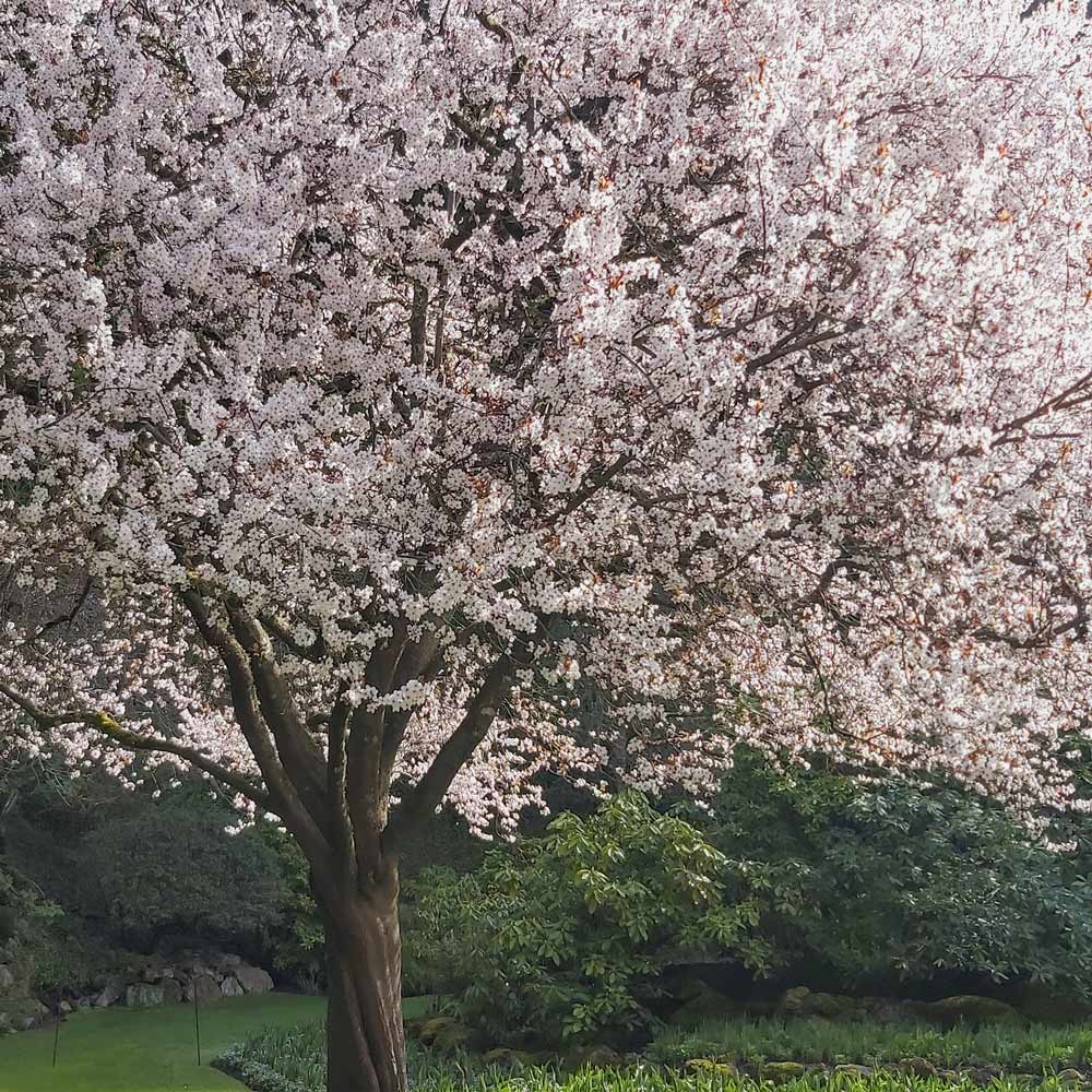 When Petals Become Paint: The Timeless Romance of Spring in Art