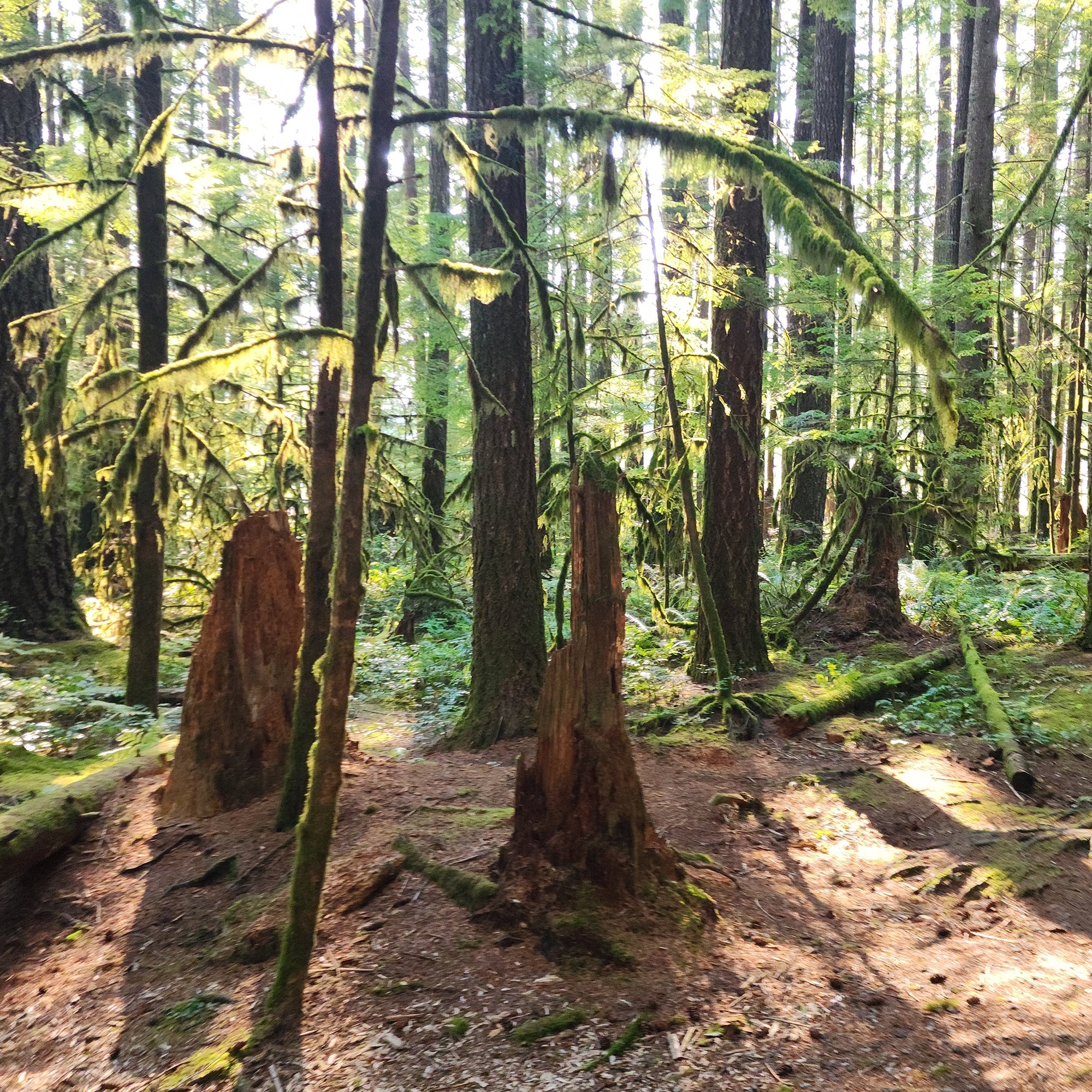 Rooted in the Forest